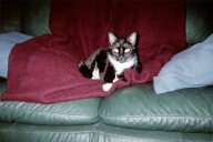cool cat